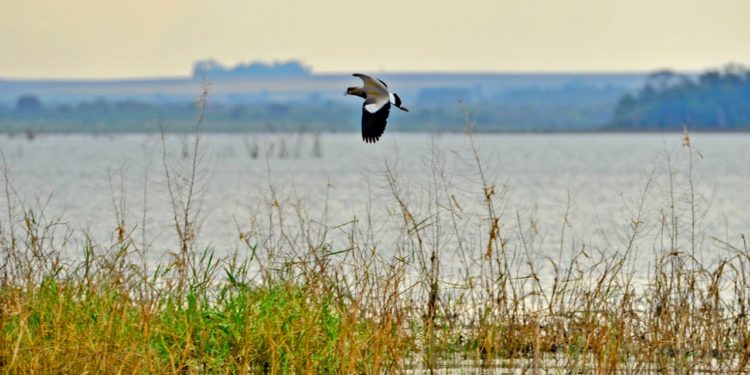 Se cumplen cinco años del ingreso de ITAIPU a la Red Mundial de Reservas de Biósfera de la UNESCO Se cumplen cinco años del ingreso de ITAIPU a la Red Mundial de Reservas de Biósfera de la UNESCO