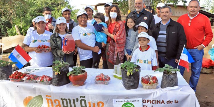 Centro del programa Ñapu’ãke en Areguá inició cosecha de frutilla