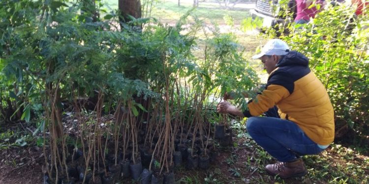 Entregan más 11.000 plantines para reforestar zona de arroyos Yacui y Tavay Entregan más 11.000 plantines para reforestar zona de arroyos Yacui y Tavay
