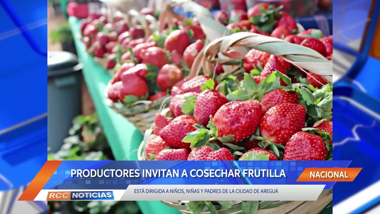 Productores invitan a niños y niñas a cosechar frutillas en Areguá.