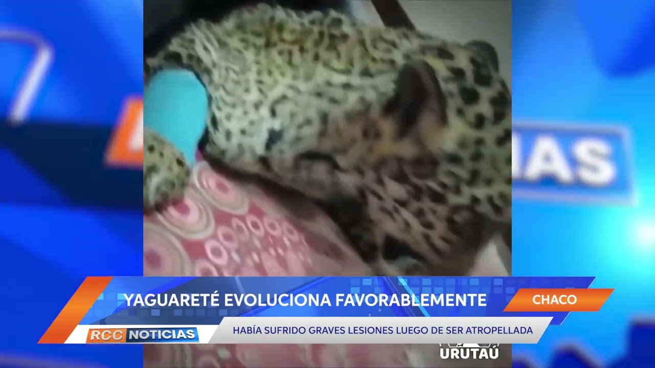 Yaguareté que había sido embestida avanza favorablemente en el Chaco.
