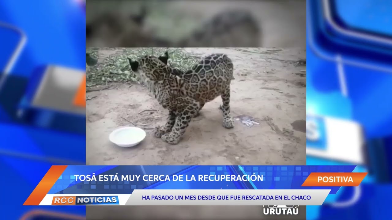 La pequeña Tosã está muy cerca de recuperarse.