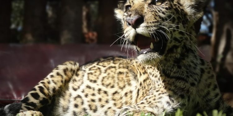 La pequeña Tosã está muy cerca de recuperarse