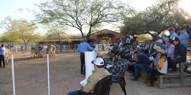Participantes del Congreso Mundial de la raza Brahman visitaron la chacra experimental de la Cooperativa Fernheim