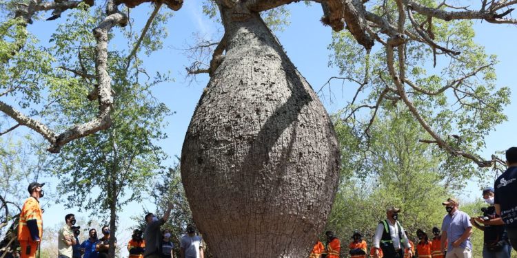 Colosos de la Tierra: Ya suma más de 200 los árboles inscriptos