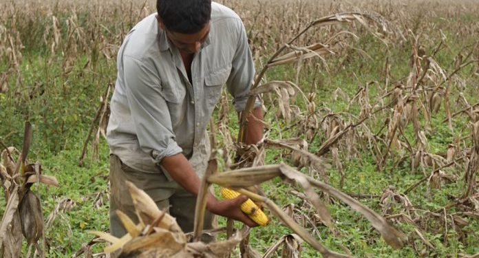 Reportan alto rendimiento en cosecha de maíz mientras aguardan próxima cosecha del trigo