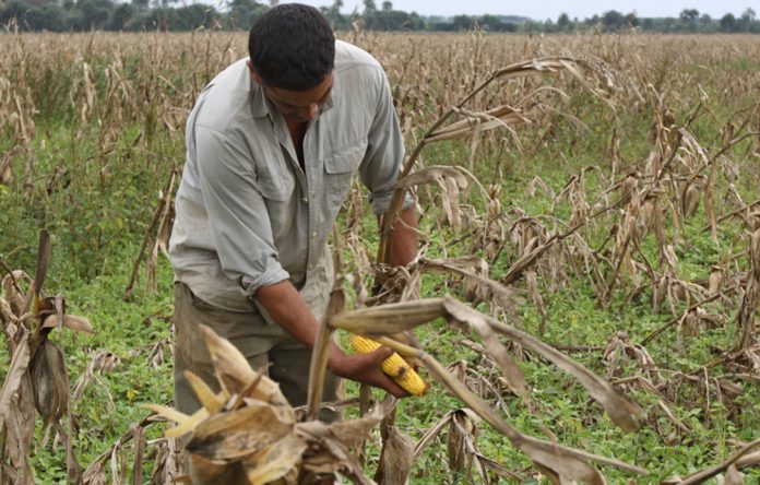 Reportan alto rendimiento en cosecha de maíz mientras aguardan próxima cosecha del trigo