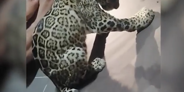 Yaguareté que había sido embestida avanza favorablemente