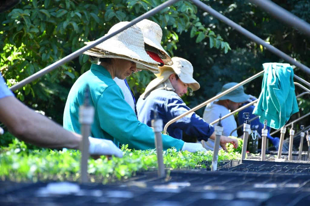 Vivero de Itaipú sembró más de 580.000 plantines nativos