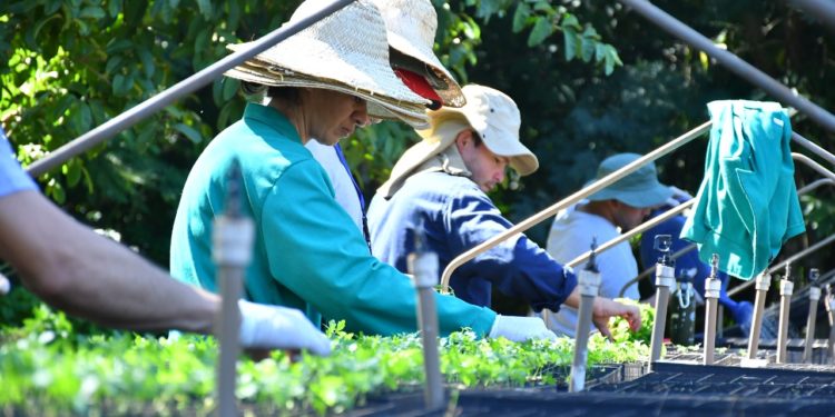 Vivero de Itaipú sembró más de 580.000 plantines nativos