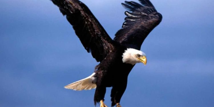 Aberturas Águila rinde tributo a su símbolo brindando una atención diferenciada