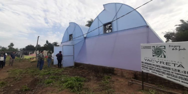 Horticultores de Ayolas incorporan nuevas variedades para ampliar oferta Horticultores de Ayolas incorporan nuevas variedades para ampliar oferta