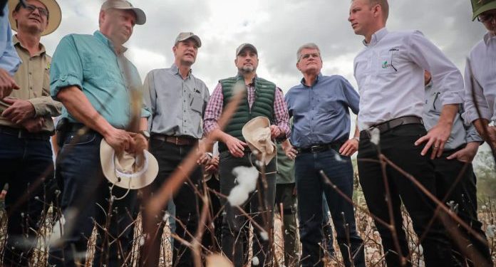 Destacan potencial de crecimiento del sector algodonero durante visita presidencial Destacan potencial de crecimiento del sector algodonero durante visita presidencial