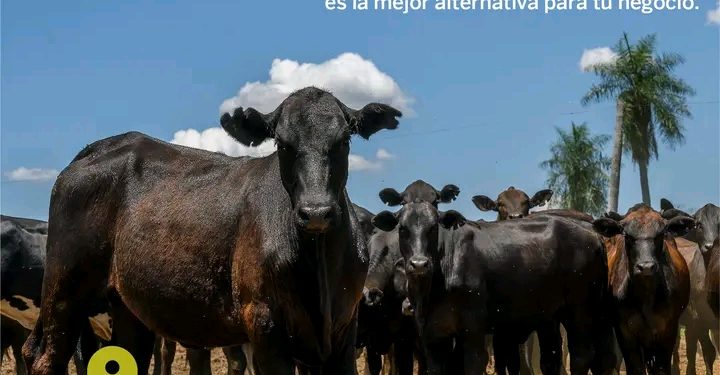 Everdem representa al mundo de los negocios ganaderos en la Expo Rodeo Trébol