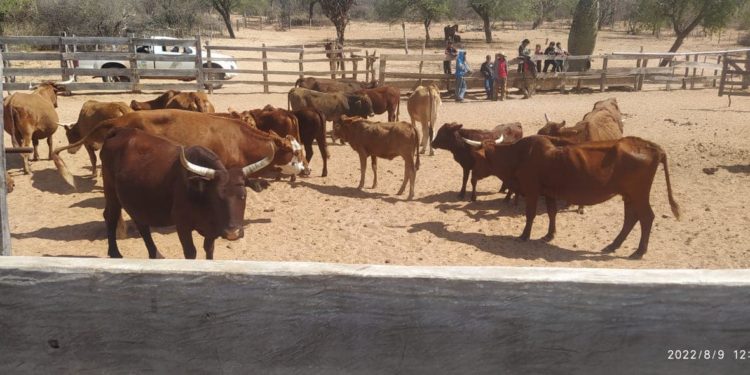 Brindaron asistencia técnica y capacitaciones a productores indígenas del Alto Chaco