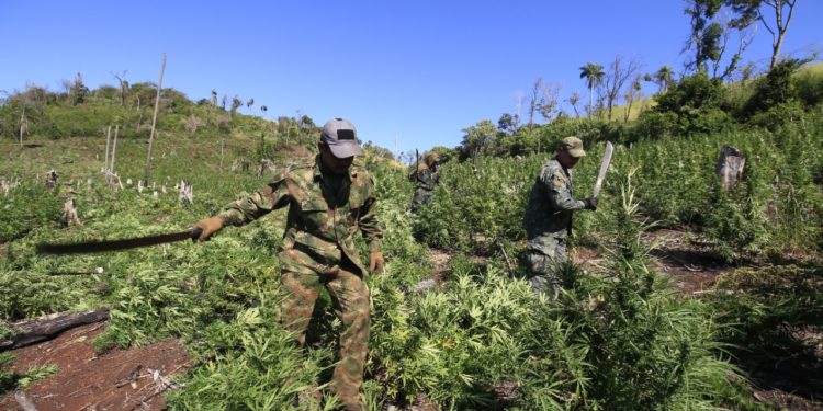 Paraguay y Brasil desarticulan 51 campamentos narcos y anulan más de 500 toneladas de marihuana