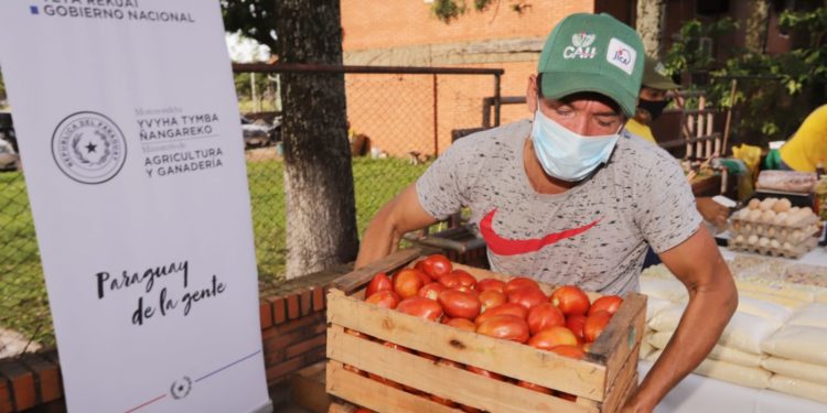 Productores se encuentran conformes con el precio de venta en finca del tomate