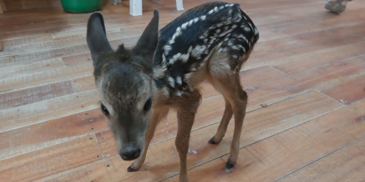 Rescataron a un ejemplar de venado en zonas de obras de la ruta Transchaco