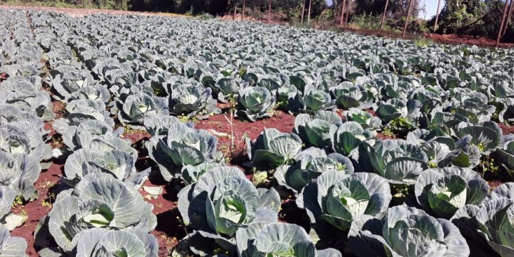 Emprendedora se posiciona en el cultivo y venta del repollo con apoyo del CAH Emprendedora se posiciona en el cultivo y venta del repollo con apoyo del CAH