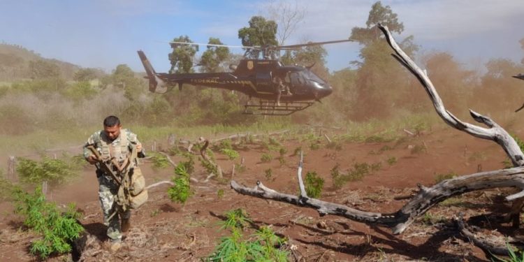 Paraguay y Brasil inician nuevo operativo para erradicar cultivos ilícitos en Amambay Paraguay y Brasil inician nuevo operativo para erradicar cultivos ilícitos en Amambay