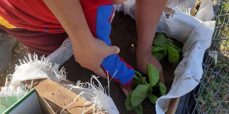 Fomentan a niños acerca del cultivo de hortalizas en una pequeña huerta.