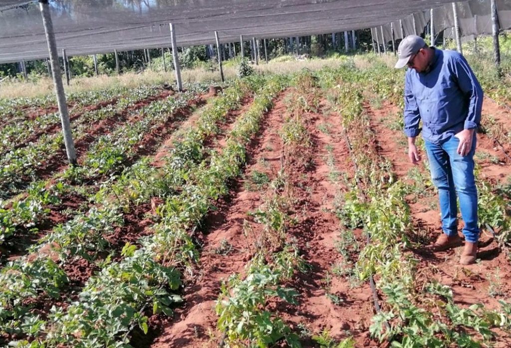 INDERT impulsa comercialización de productos agrícolas