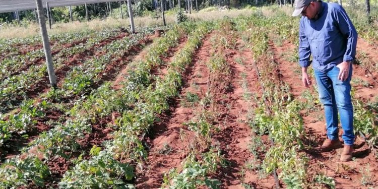 INDERT impulsa comercialización de productos agrícolas INDERT impulsa comercialización de productos agrícolas