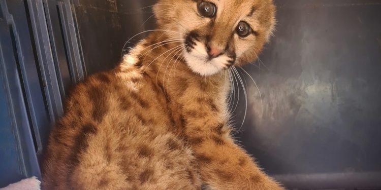 Rescatan a pequeño puma en el distrito de Irala Fernández