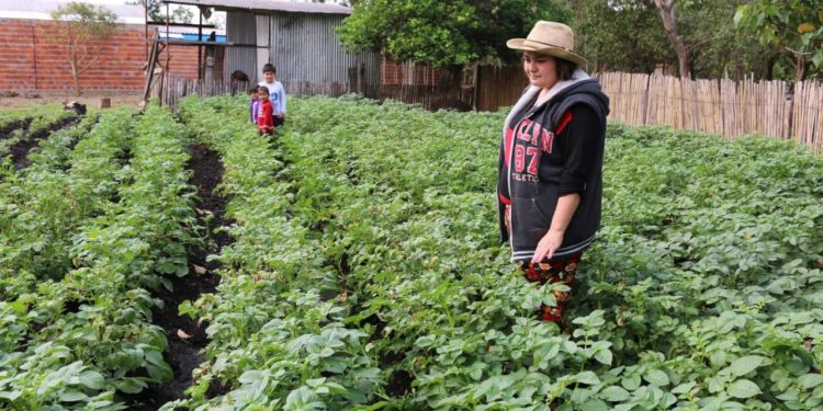 Productores y el MAG aguardan iniciar en 45 días la mayor cosecha de papa del país Productores y el MAG aguardan iniciar en 45 días la mayor cosecha de papa del país