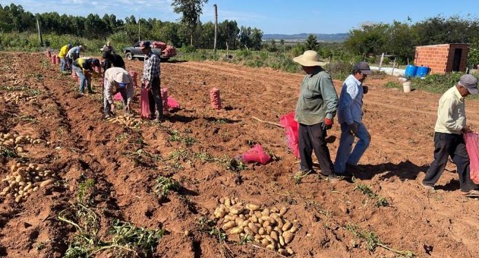 Productores cosechan sus primeros 95.800 kilos de papa en Paraguarí
