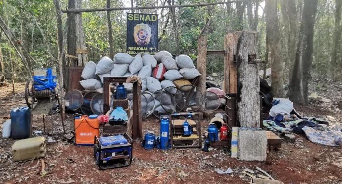 Senad derribó centros de producción de drogas y eliminó más de 4.3 toneladas de marihuana