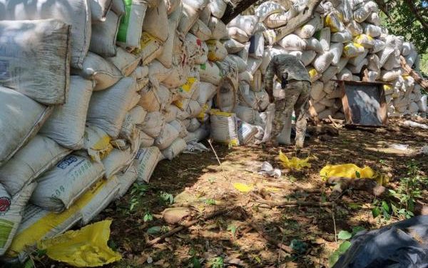 SENAD desmanteló red campamentos con casi 42 toneladas de marihuana en Amambay