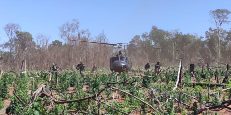 Más de US$ 12 millones de pérdidas para el narcotráfico mediante operativo antidrogas en Canindeyú Más de US$ 12 millones de pérdidas para el narcotráfico mediante operativo antidrogas en Canindeyú