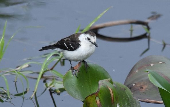 Defensa Costera de Pilar: rastrearán aves migratorias mediante antenas Motus Defensa Costera de Pilar: rastrearán aves migratorias mediante antenas Motus
