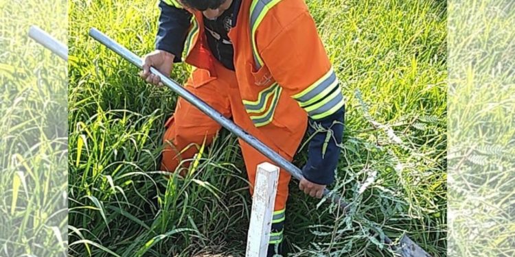 Especialistas implementan regeneración natural de árboles en torno a obras de la ruta PY09