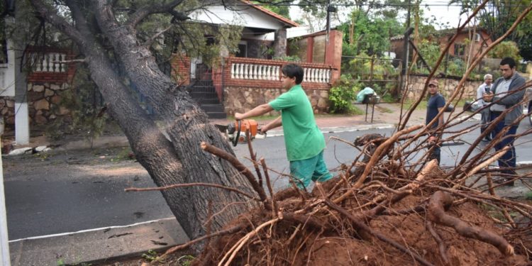La Municipalidad de Lambaré en conjunto con la SEN realizó intensos trabajos tras caídas de árboles debido al fuerte temporal