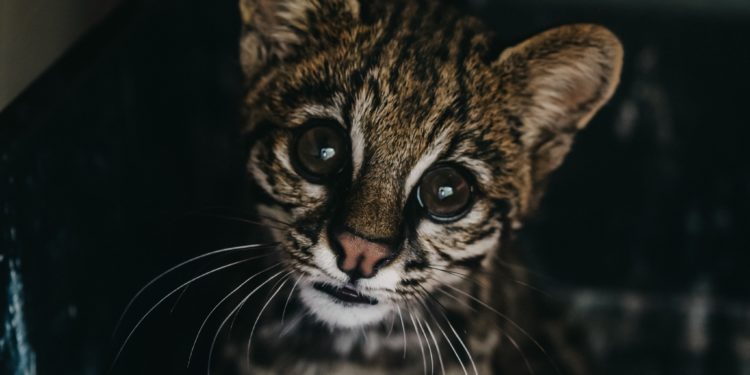 Un Tiríka herido por cazadores fue liberado tras exitoso tratamiento de rehabilitación en el CIASI de la ITAIPU Un Tiríka herido por cazadores fue liberado tras exitoso tratamiento de rehabilitación en el CIASI de la ITAIPU