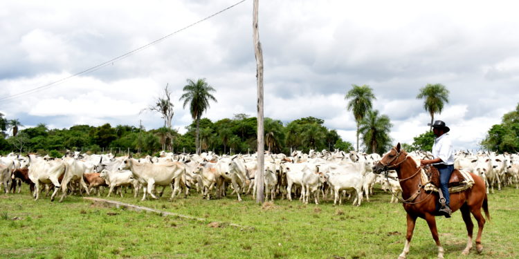 Gremios agropecuarios del Chaco se muestran preocupados ante la posibilidad del cobro de patente comercial a S.A. por parte de municipios