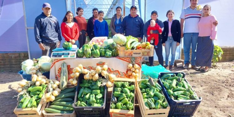 Horticultores de Ayolas mejoran producción con nuevas tecnologías y diversificación