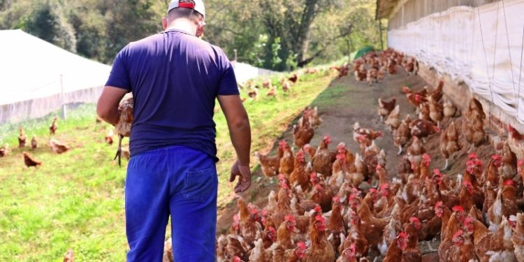 Productor de huevos busca posicionarse como referente del rubro