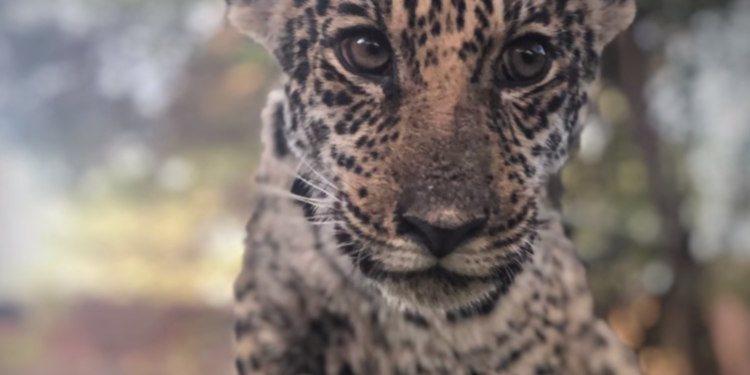 Tosã deja una huella imborrable y un mensaje de conciencia