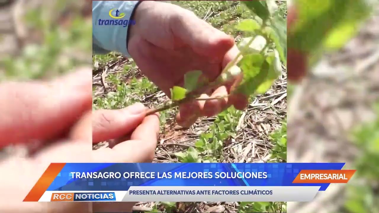 Transagro indica mejores soluciones a pesar de factores incidentes en la producción de las plantas