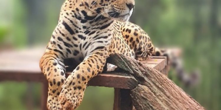 Conmemoran Día del Jaguarete y recuerda la importancia de este felino en los ecosistemas Conmemoran Día del Jaguarete y recuerda la importancia de este felino en los ecosistemas