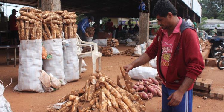 Día Nacional de la Mandioca se celebrará con feria en el Abasto Norte