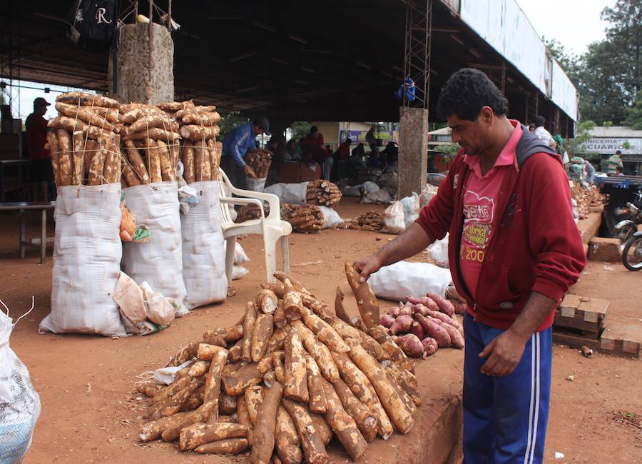 Día Nacional de la Mandioca se celebrará con feria en el Abasto Norte
