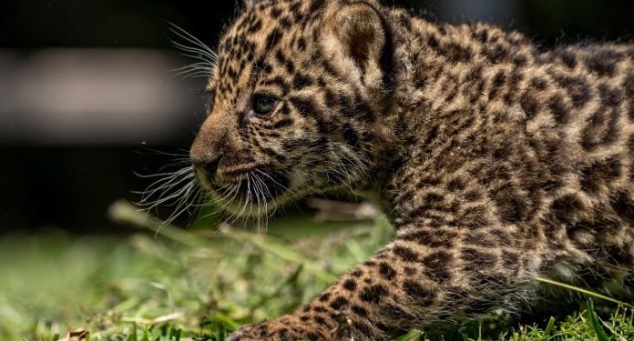 Nacieron dos crías de yaguareté en el Refugio Faunístico Atinguy de la EBY