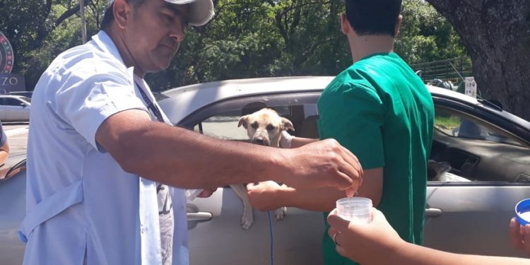 Más de 200 mascotas desparasitadas y vacunadas contra la rabia Más de 200 mascotas desparasitadas y vacunadas contra la rabia