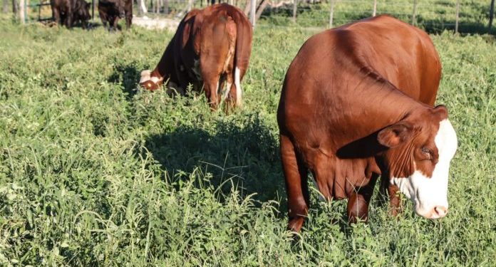 Exportación de productos de origen animal llega a récord de US$ 1.870 millones Exportación de productos de origen animal llega a récord de US$ 1.870 millones