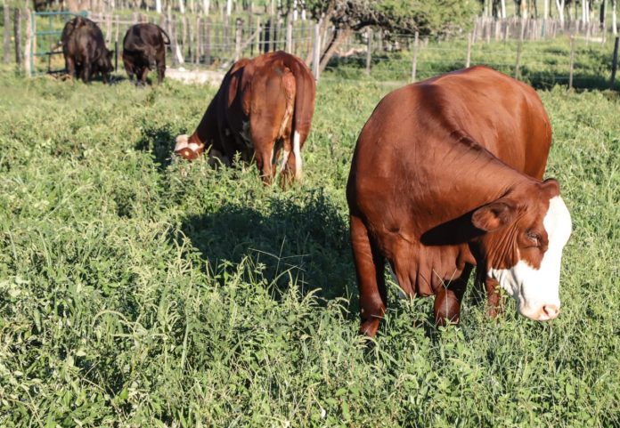 Exportación de productos de origen animal llega a récord de US$ 1.870 millones