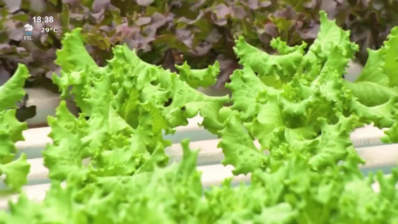 Tumm tere in mate – Gefüllt von heiligen geist